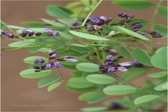 Dalbergia paniculata